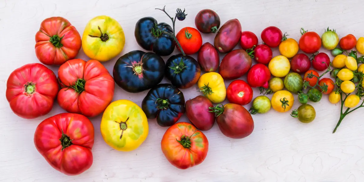 Heirloom Tomatoes