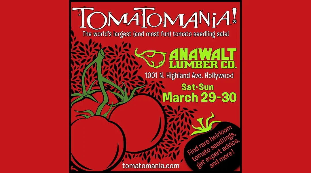 TomatoMania! Takes the Stage in Hollywood